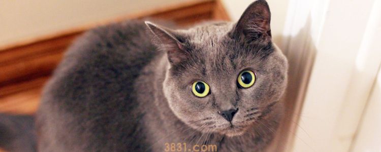 猫冬天拉肚子怎么办 别再自以为猫不怕冷了!(图1)
