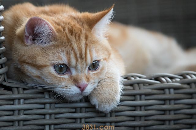 猫冬天可以喝冷水吗(图1)