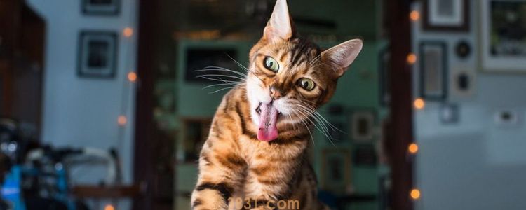 猫冬天可以放室外吗 会冻死吗?(图1)