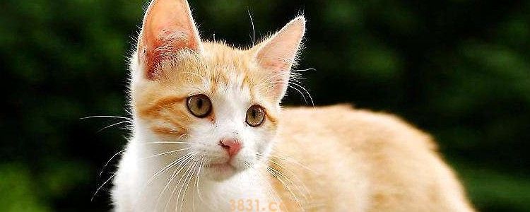 猫多大可以吃鸡胸肉 成年之后就可以吃了(图1)