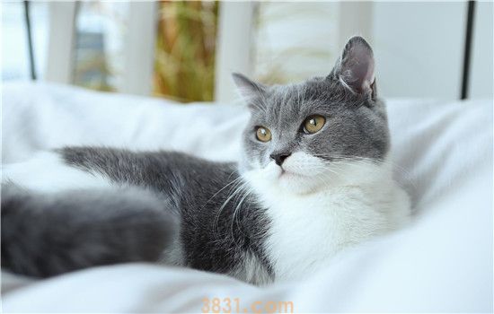 母猫绝育后为什么粘人 给猫猫做绝育原来这么多好处!(图2)