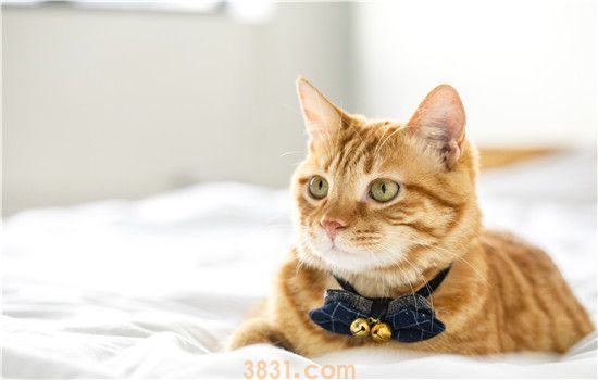 橘猫嘴唇黑斑 是怎么回事?(图2)