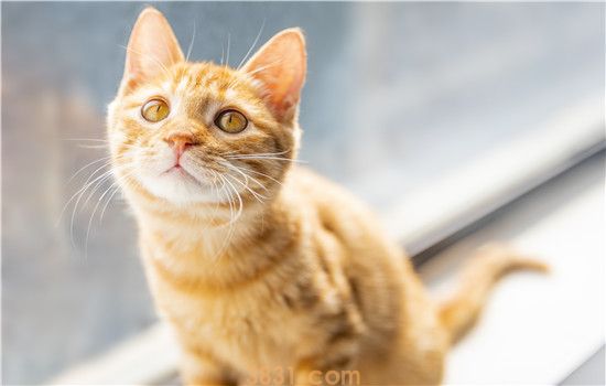 橘猫嘴唇黑斑 是怎么回事?(图1)