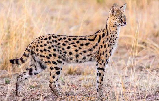 世界十大禁养猫 大多是国兽级别的珍稀种类(图1)