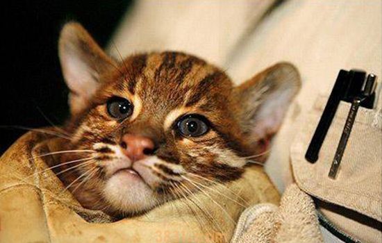 世界十大禁养猫 大多是国兽级别的珍稀种类(图2)
