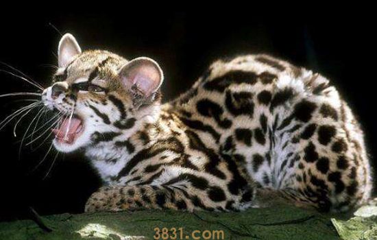 世界十大禁养猫 大多是国兽级别的珍稀种类(图3)