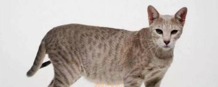 猫的瞳孔晚间变得很圆是为了适应什么样的需要和环境 懂了(图1)