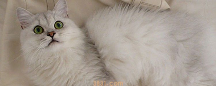 猫的指甲剪到哪里 知道怎么给猫咪修剪指甲了吗(图2)