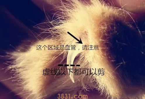 猫的指甲剪到哪里 知道怎么给猫咪修剪指甲了吗(图1)