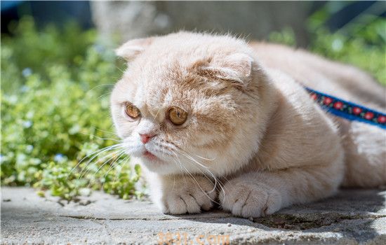 巅峰猫粮怎么样 人家可是猫粮中的“爱马仕”哦!(图2)