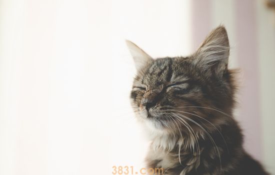 狸花猫是管教还是放养 一定要懂得管教猫咪哦!(图1)