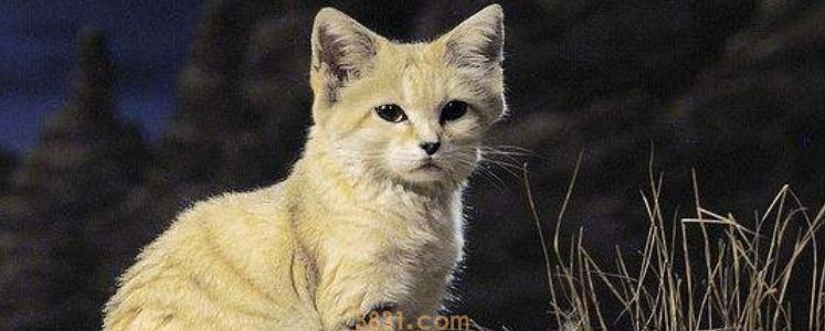 成猫一个月吃多少猫粮 你知道你家猫咪的食量吗(图1)