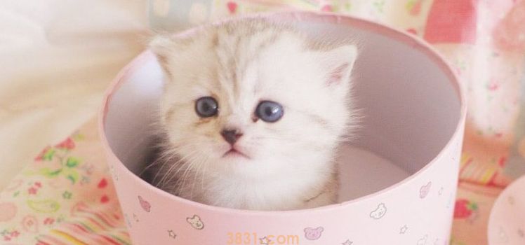 三个月的小猫能吃多少 如何调整猫咪食量?(图1)