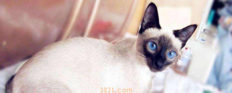 猫咪拒食最多几天 一般不能超过3天!(图1)