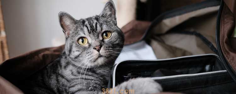 小猫耳朵里有油怎么回事 注意预防耳螨!(图1)