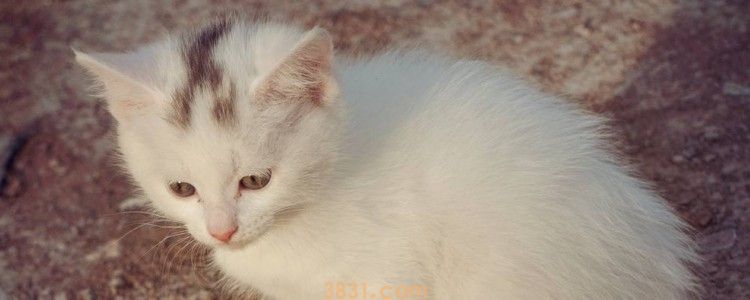 冬天需要给猫咪穿衣服吗 猫咪穿上衣服不会走路的!(图1)