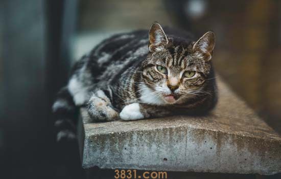 猫牙发炎了怎么办 一定要及时治疗哦!(图1)