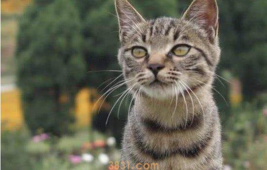 猫牙发炎了怎么办 一定要及时治疗哦!(图2)