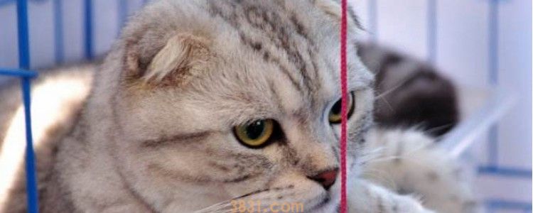 猫走失回来后性情大变 在外面受惊了导致的吧!(图1)
