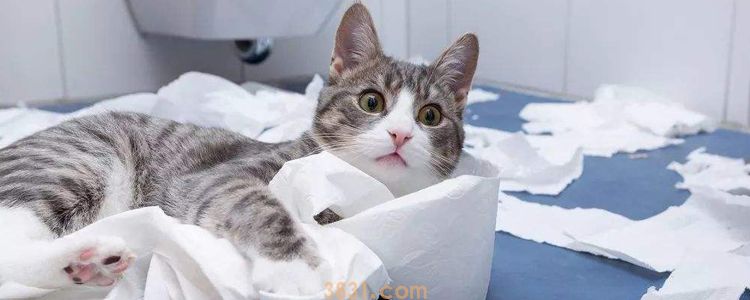 一个月用多少猫砂 多猫家庭如何选择更节省的猫砂(图1)
