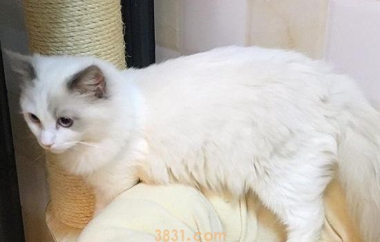 给猫绝育前要体检吗 身体健康才能做绝育哦!(图2)