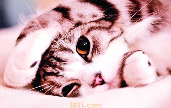 猫绝育后还愿意粘人吗 绝育真的是打开猫咪的新方式吗?(图1)