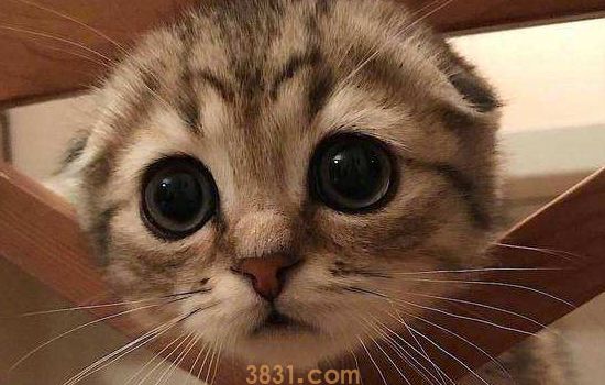 猫绝育后还愿意粘人吗 绝育真的是打开猫咪的新方式吗?(图2)