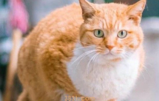 猫咪的尾巴可以摸吗 猫咪的尾巴就如同老虎的屁股!(图1)