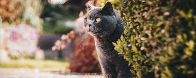 被两个月的小猫挠破了要打针吗 如何处理伤口(图3)