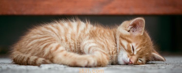 猫冬天趴瓷砖上会冷吗 这就是它腹泻的原因(图1)
