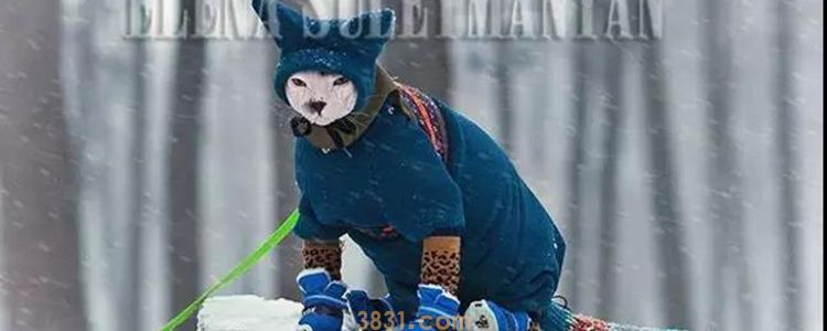 猫冬天怕冷怎么办 保暖措施你做对了吗(图1)