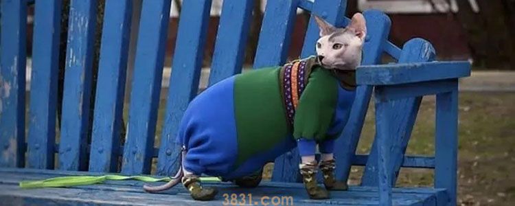 猫冬天怕冷吗 需要给猫做保暖措施吗(图1)