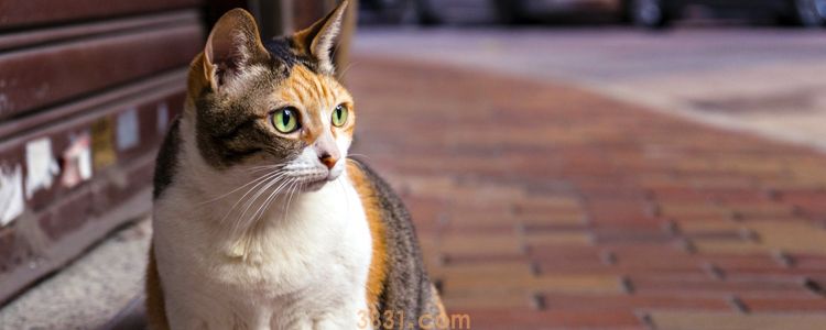 猫脱水症状 如何尽早发现脱水迹象(图1)