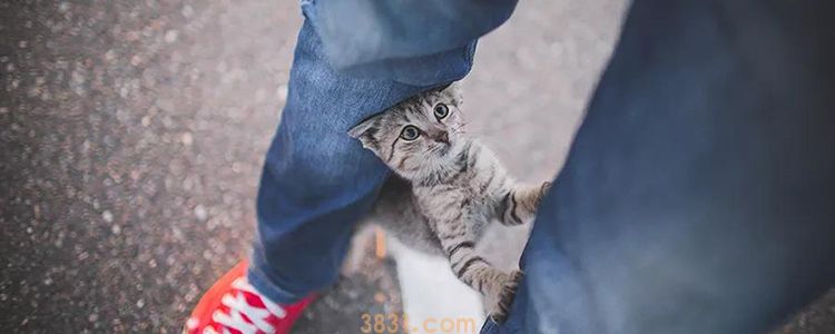 猫咪为什么喜欢睡在主人的枕头上 这三点萌化了(图1)