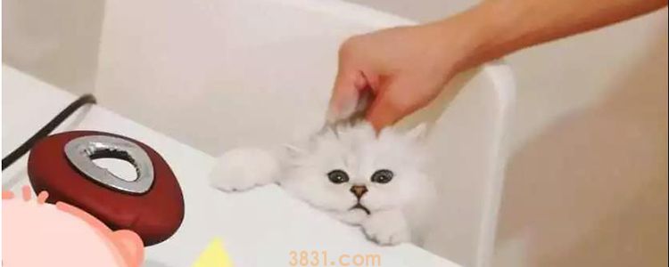 3个月小猫能喝酸奶吗 适量喝酸奶有助于排便!(图1)