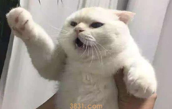 猫先打疫苗还是先绝育 疫苗永远打头阵!(图1)