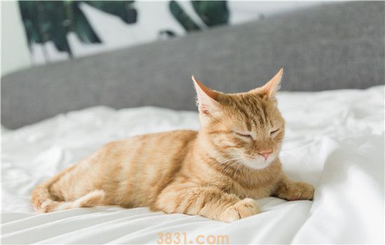 绝育的猫会乱跑吗 看完你就懂了!(图2)