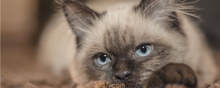 猫喜欢偷吃东西怎么办 如何阻止又不让它记仇?(图1)
