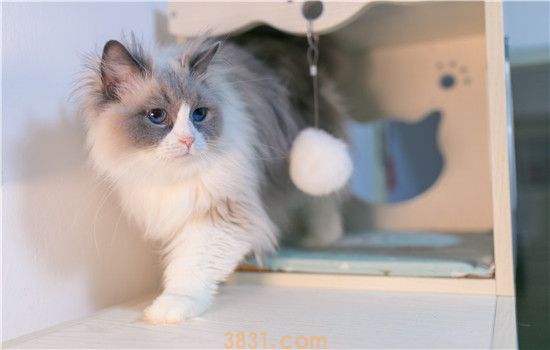猫有机磷中毒怎么办 农药什么的一定要藏好!(图1)