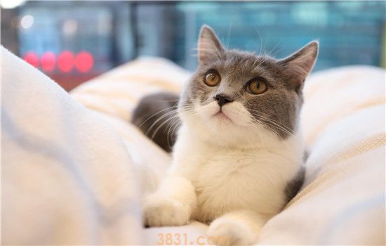 猫有机磷中毒怎么办 农药什么的一定要藏好!(图2)
