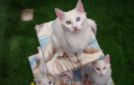 猫抓板选择 选择好的猫抓板,主人省心很多!(图1)