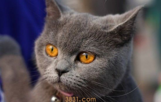 猫咪的猫抓板如何选择 正确选择猫抓板很关键!(图2)