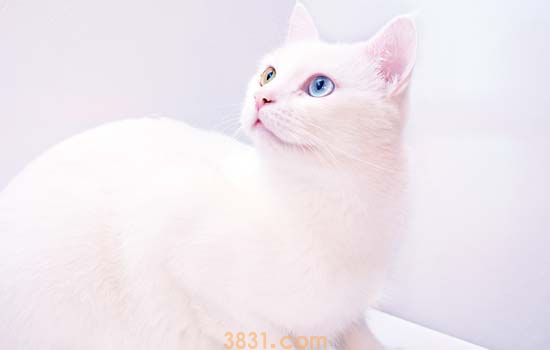 猫牙断了怎么办 一定要及时看医生哦!(图1)