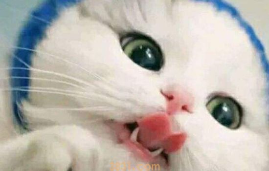 猫不打疫苗可以绝育吗 千万不要拿猫咪的命开玩笑哦!(图1)