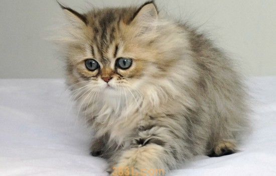 猫咪恨主人的十种表现 出现这些表现的时候就好好反省吧!(图1)