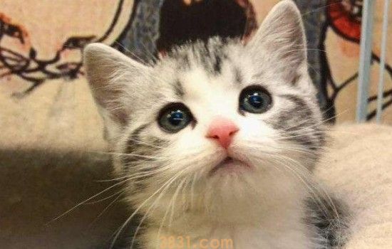 猫喜欢乱抓家具怎么办 这属于猫咪的生理需求属性!(图1)