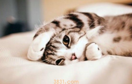 自制猫饭怎么做 这样做真的很营养了!(图1)