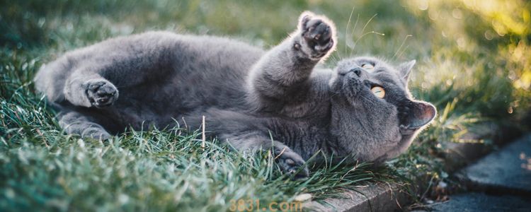 猫咪很痛苦的表现 尽早发现猫咪的异常(图1)