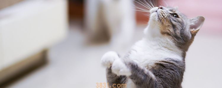 猫抓伤的死亡率 理性看到狂犬病(图2)