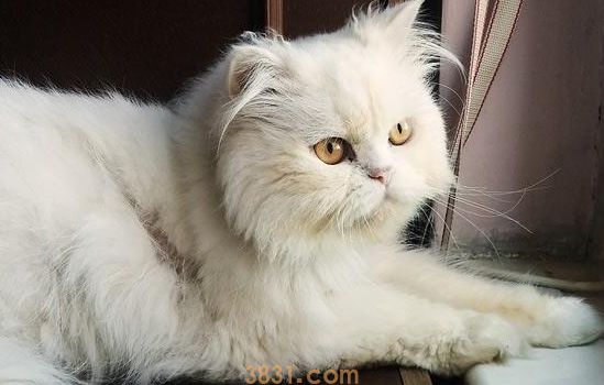 加菲猫的眼睛怎么清理 让我手把手来教你!(图1)